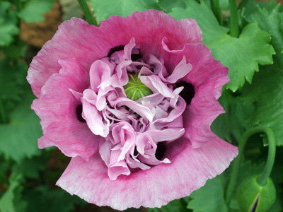 Papaver somniferum