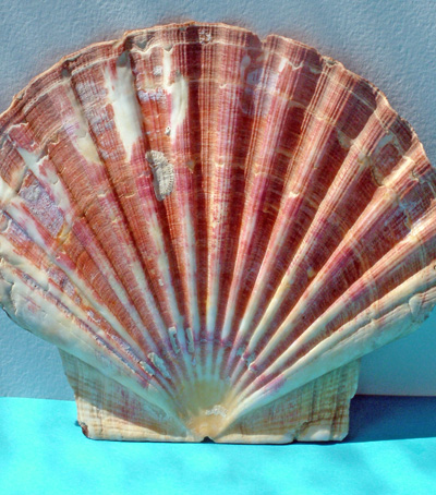 Queen Scallop 3