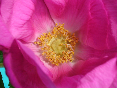 Rugosa rose 3