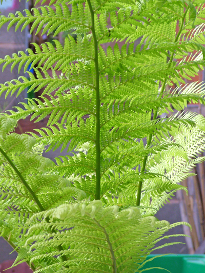 Tree fern