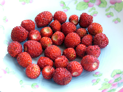 Wild strawberries