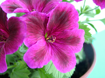 Wine pelargonium