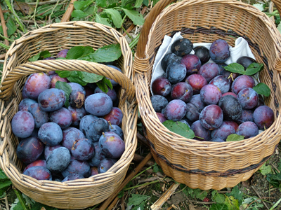 Baskets of orchard plums