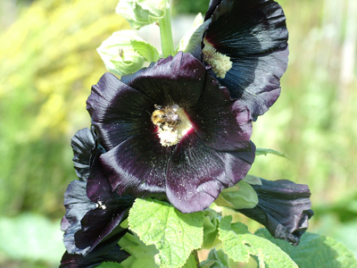 Bee in black hollyhock