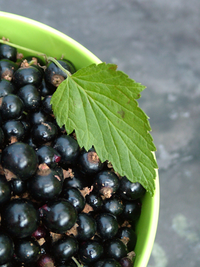 Blackcurrants in lime bowl