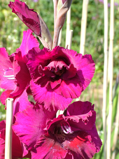 Gladiolus Plum Tart