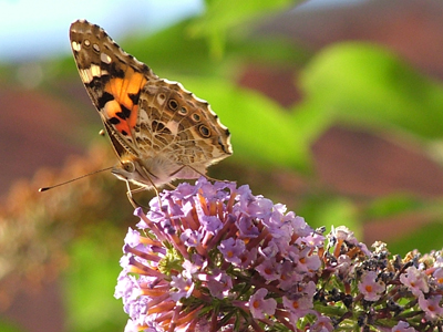 Painted Lady 3