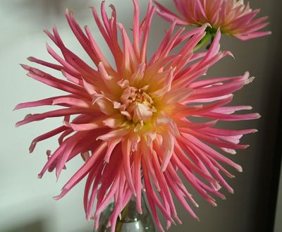 Pontiac blooms on kitchen table