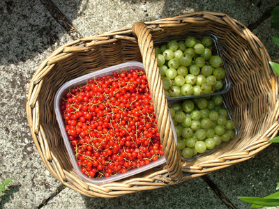 Redcurrant and gooseberries