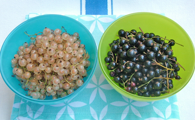 White and black currants