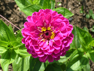 Zinnia