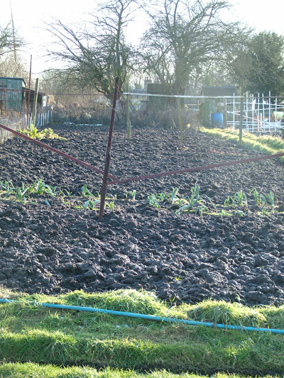 Allotments in winter