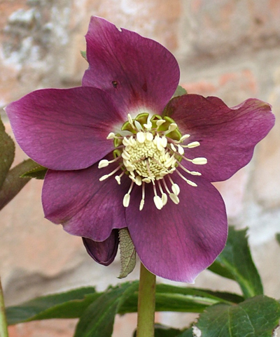 Dark hellebore