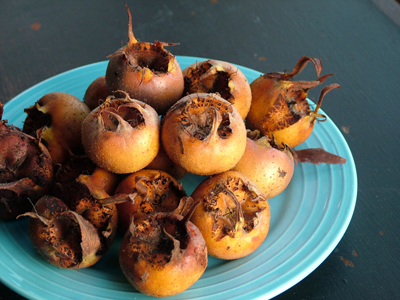 Medlars in last rays of sun