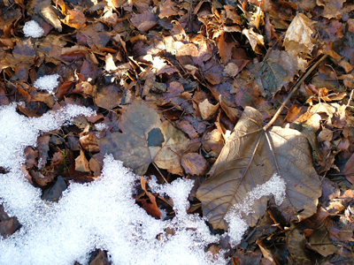 Old leaves in the snow