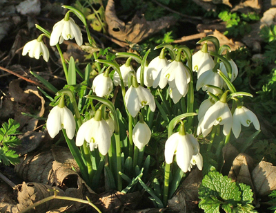 Snowdrops in orchard