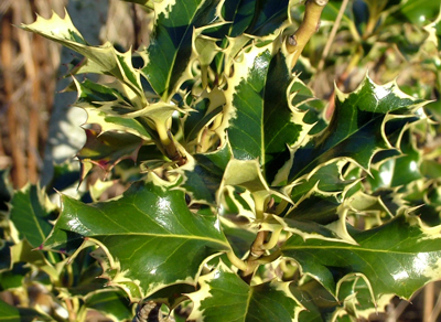 Variegated holly