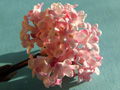 Viburnum_close_up_for_growing_page