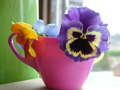 Pansies_in_pink_jug_for_growing_pag