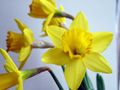 Daffodils_120