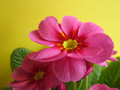 Pink_primrose_on_yellow_120